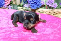 AKC Dina - Yorkie female 4lbs, a female Yorkshire Terrier for sale in Colville, WA – Photo 3 of 10