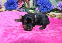 AKC Dina - Yorkie female 4lbs, a female Yorkshire Terrier for sale in Colville, WA – Photo 4 of 10