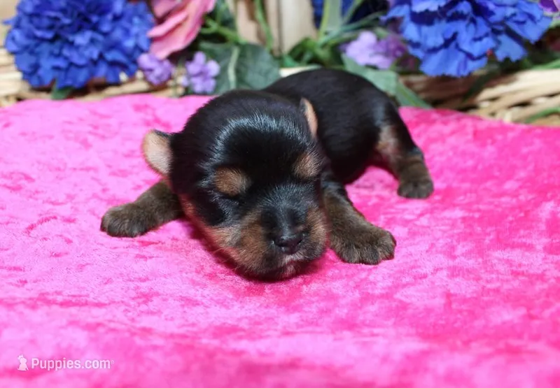 AKC Dina - Yorkie female 4lbs, a female Yorkshire Terrier for sale in Colville, WA – Photo 1 of 10