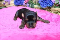 AKC Dina - Yorkie female 4lbs, a female Yorkshire Terrier for sale in Colville, WA – Photo 6 of 10
