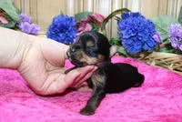 AKC Dina - Yorkie female 4lbs, a female Yorkshire Terrier for sale in Colville, WA – Photo 5 of 10