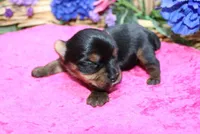 AKC Dina - Yorkie female 4lbs, a female Yorkshire Terrier for sale in Colville, WA – Photo 7 of 10