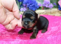 AKC Dina - Yorkie female 4lbs, a female Yorkshire Terrier for sale in Colville, WA – Photo 2 of 10