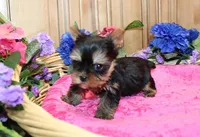 AKC Ina Yorkie Girl - 5.5 lbs, a female Yorkshire Terrier for sale in Colville, WA – Photo 3 of 7