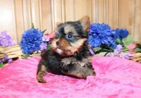 AKC Ina Yorkie Girl - 5.5 lbs, a female Yorkshire Terrier for sale in Colville, WA – Photo 2 of 7