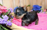 AKC Ina Yorkie Girl - 5.5 lbs, a female Yorkshire Terrier for sale in Colville, WA – Photo 4 of 7