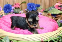AKC Ina Yorkie Girl - 5.5 lbs, a female Yorkshire Terrier for sale in Colville, WA – Photo 5 of 7