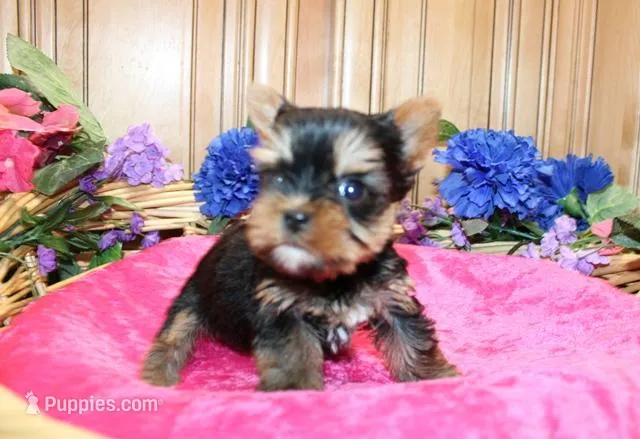 AKC Ina Yorkie Girl - 5.5 lbs, a female Yorkshire Terrier for sale in Colville, WA – Photo 1 of 7