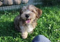 Black Yorkie-Chon Baron male, a male Bichon Frise and Yorkshire Terrier for sale in Colville, WA – 9 of 10
