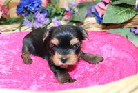 AKC Irinka Yorkshire Terrier Girl - adult size 6 lbs, a female Yorkshire Terrier for sale in Colville, WA – 7 of 8