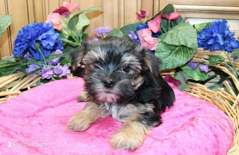 Morkie Puppy Bella – Morkie puppy for sale in Colville, WA