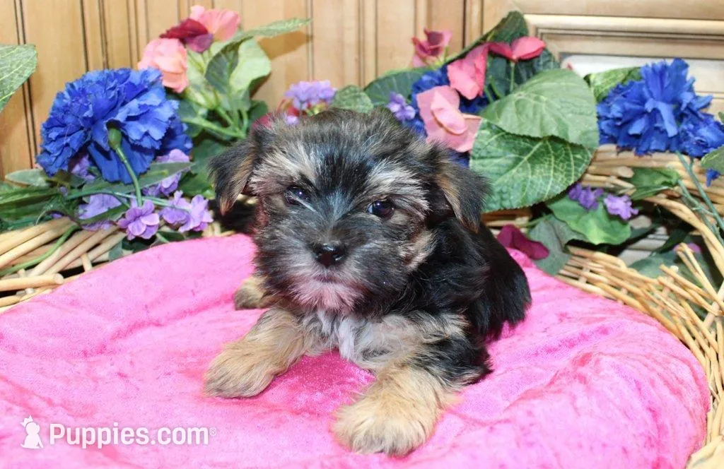 Morkie Puppy Bella, a female Morkie for sale in Colville, WA – 1 of 7