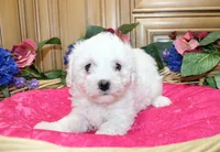 AKC Bichon Frise Chenna - Female, a female Bichon Frise for sale in Evans, WA – 5 of 5