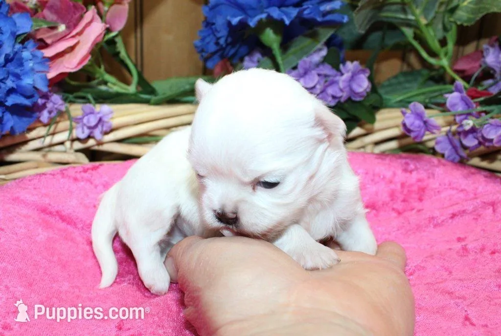 AKC Mira Maltese female puppy, a female Maltese for sale in Colville, WA – Photo 6 of 8