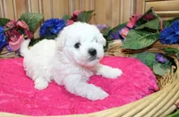 White Yorkie-Chon Bonna female, a male Bichon Frise and Yorkshire Terrier for sale in Colville, WA – 2 of 10