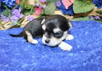 Dianar - Male Morkie - 4.5 lbs as adult, a male Morkie for sale in Colville, WA – 4 of 10