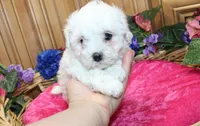 AKC Bichon Frise Chenna - Female, a female Bichon Frise for sale in Evans, WA – 2 of 5