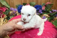 White Yorkie-Chon Bella female, a male Bichon Frise and Yorkshire Terrier for sale in Colville, WA – 6 of 10