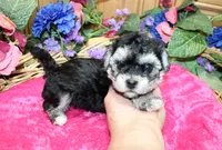 White Yorkie-Chon Barina female, a male Bichon Frise and Yorkshire Terrier for sale in Colville, WA – 7 of 9