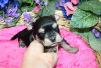Dianida - Morkie female - 5.5 adult size, a female Morkie for sale in Colville, WA – 2 of 8
