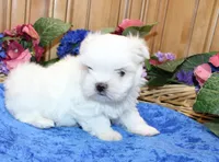 AKC Maltese male Zevs - adult size 5.5 lbs, a male Maltese for sale in Colville, WA – 3 of 8