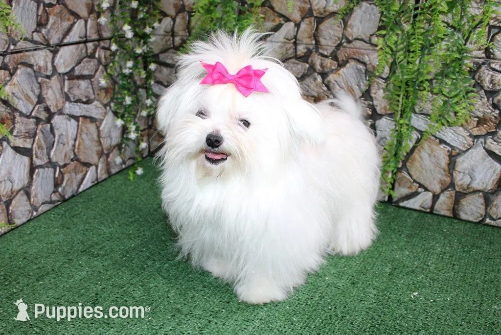 AKC Mira Maltese female puppy, a female Maltese for sale in Colville, WA – Photo 7 of 8