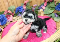 White Yorkie-Chon Barina female, a male Bichon Frise and Yorkshire Terrier for sale in Colville, WA – 6 of 9