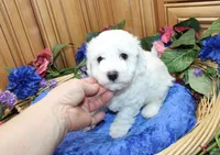 AKC Bichon Frise Charl - Male, a male Bichon Frise for sale in Evans, WA – 6 of 9