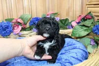 Black Yorkie-Chon Baron male, a male Bichon Frise and Yorkshire Terrier for sale in Colville, WA – 6 of 10