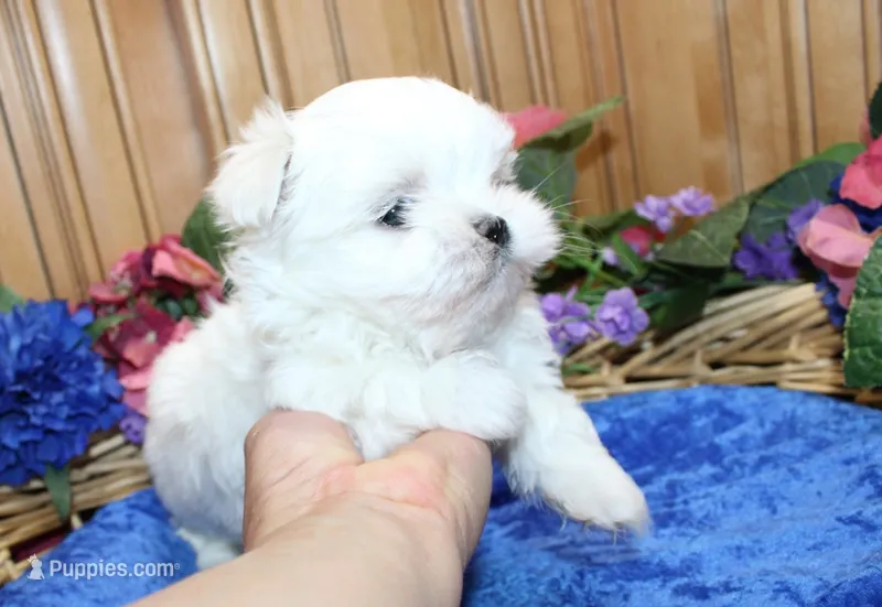 AKC Maltese male Zaron - adult size 6 lbs – Maltese puppy for sale in Colville, WA