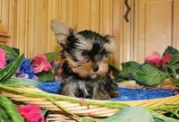 AKC Isur Yorky Boy - 8+ pounds, a male Yorkshire Terrier for sale in Colville, WA – Photo 6 of 9
