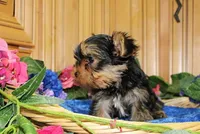 AKC Isur Yorky Boy - 8+ pounds, a male Yorkshire Terrier for sale in Colville, WA – Photo 7 of 9