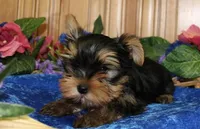 AKC Isur Yorky Boy - 8+ pounds, a male Yorkshire Terrier for sale in Colville, WA – Photo 3 of 9