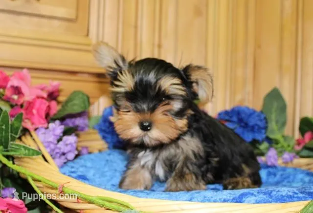 AKC Isur Yorky Boy - 8+ pounds, a male Yorkshire Terrier for sale in Colville, WA – Photo 1 of 9