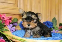 AKC Isur Yorky Boy - 8+ pounds, a male Yorkshire Terrier for sale in Colville, WA – Photo 1 of 9