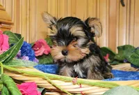 AKC Isur Yorky Boy - 8+ pounds, a male Yorkshire Terrier for sale in Colville, WA – Photo 5 of 9
