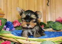 AKC Isur Yorky Boy - 8+ pounds, a male Yorkshire Terrier for sale in Colville, WA – Photo 4 of 9