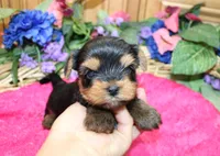 AKC Irinka Yorkshire Terrier Girl - adult size 6 lbs, a female Yorkshire Terrier for sale in Colville, WA – 2 of 8