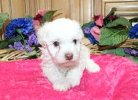White Yorkie-Chon Bella female, a male Bichon Frise and Yorkshire Terrier for sale in Colville, WA – 2 of 10