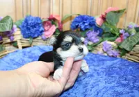 Dianar - Male Morkie - 4.5 lbs as adult, a male Morkie for sale in Colville, WA – 3 of 10