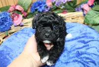 Black Yorkie-Chon Baron male, a male Bichon Frise and Yorkshire Terrier for sale in Colville, WA – 4 of 10