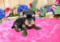 AKC Iriska Yorkshire Terrier Girl - adult size 4.5 lbs, a female Yorkshire Terrier for sale in Colville, WA – 2 of 8