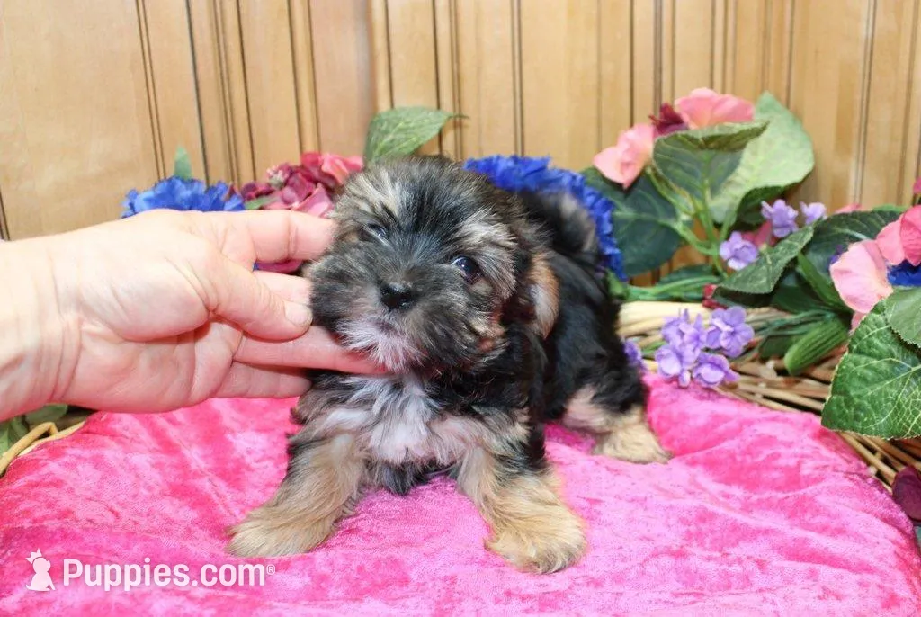 Morkie Puppy Bella, a female Morkie for sale in Colville, WA – 5 of 7