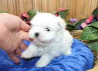 AKC Maltese male Zaron - adult size 6 lbs, a male Maltese for sale in Colville, WA – 5 of 8