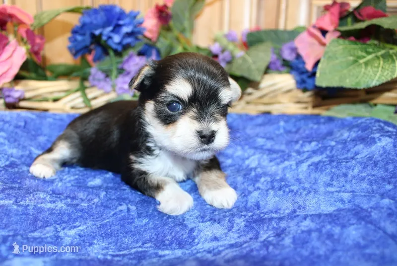 Dianar - Male Morkie - 4.5 lbs as adult – Morkie puppy for sale in Colville, WA