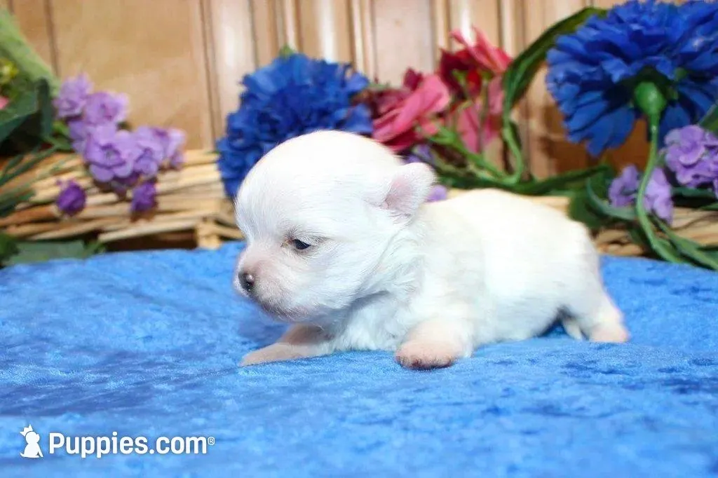 AKC Miki Maltese male puppy, a male Maltese for sale in Colville, WA – Photo 5 of 9