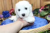 AKC Bichon Frise Charl - Male, a male Bichon Frise for sale in Evans, WA – 7 of 9
