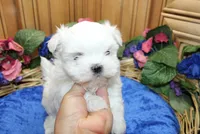 AKC Maltese male Zaron - adult size 6 lbs, a male Maltese for sale in Colville, WA – 2 of 8