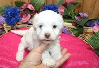 White Yorkie-Chon Bella female, a male Bichon Frise and Yorkshire Terrier for sale in Colville, WA – 4 of 10