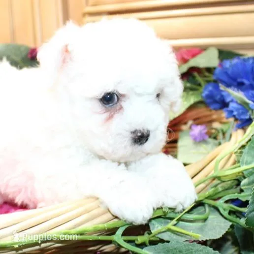 AKC Cherry Bichon female – Bichon Frise puppy for sale in Colville, WA